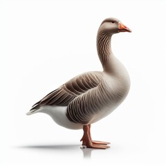 Image of isolated goose against pure white background, ideal for presentations

