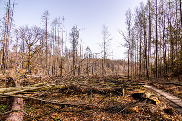 Eine fr&uuml;hlingshafte Wandertour &uuml;ber die Hirschm&uuml;hle zum Carolafelsen in der S&auml;chsische Schweiz - Schmilka - Sachsen - Deutschland