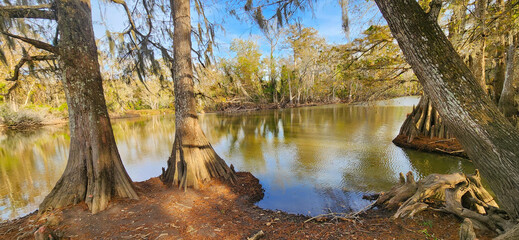 A scenic view of swamp landscape in the Lacassine Bayou in Louisiana. 