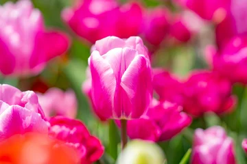 Fototapete Rund Spring flower in tulip field. Colorful vivid tulips in the park. Tulip flowers background. Beautiful flower red tulips in sunlight landscape at spring or summer. Amazing spring nature. Tulips flowers © Volodymyr