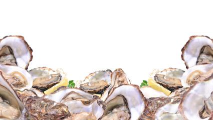Fresh oyster on white background isolated