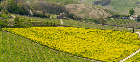 Amazing landscape of the vineyards of Langhe in Piemonte in Italy during spring time. The wine...