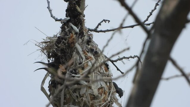 Hummingbirds nest . nest .
