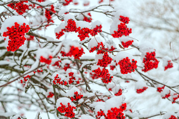 red berries rowan in snow winter background - 781061890