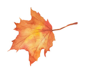 Watercolor fall maple leaf on transparent background. Hand drawn illustration isolated. Autumn red foliage