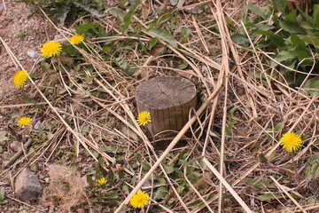Old trees and flowers