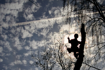 Tree surgeon. Lumberjack on a tree. Silhouette of a lumberjack on a tree in front of sky and clouds.