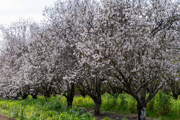Blooming almond trees in an orchard