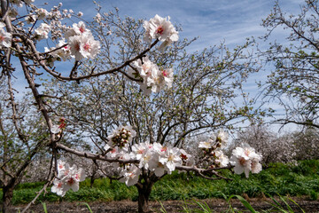 Blooming almond trees in an orchard