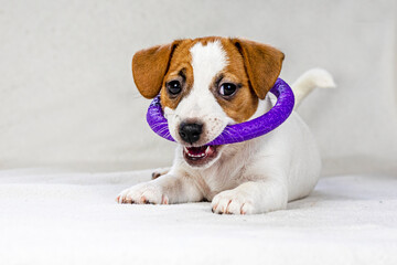 cute Jack Russell Terrier puppy is sitting on the sofa near. Caring for puppies. Daily regime