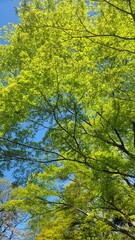 Fototapeta premium 春の風景・きれいな黄緑色の木々・枝／Spring scenery, beautiful yellow-green trees・branch・twig・limb／봄 풍경 · 깨끗한 황록색 나무・가지