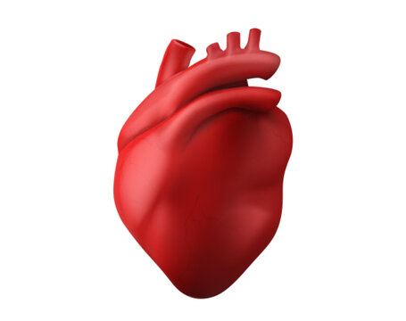 3d anatomy human heart medical icon vector. Body organ isolated realistic object. Cardiac beat blood system for internal transplant. Symbol of healthy life with rhythm. Anatomical red muscle concept