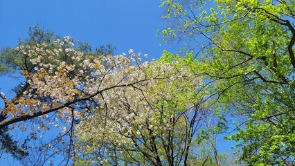 自然界のグラデーション・日本の春の風景／Gradation in the natural world/Japanese spring scenery／자연계 그라데이션 · 일본의 봄 풍경