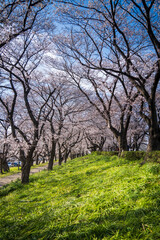Fototapeta na wymiar 満開の桜並木と菜の花