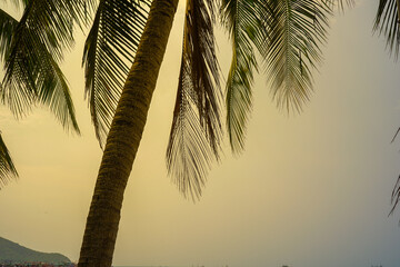 palm tree silhouette on the beach