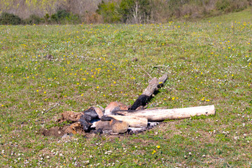 Embers of a burning fire on green grass. Barbecue fire idea concept in nature. Horizontal photo. No people, nobody.