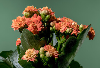 Orange kalanchoe flowers on a green background
