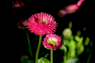 Daisy red Bellis flowers on a black background