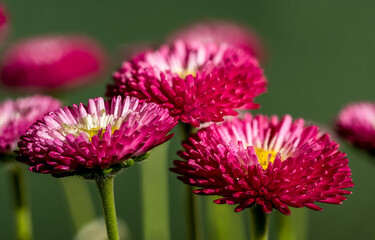 Daisy red Bellis flowers on a green background