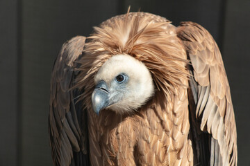 Portrait of a vulture at the zoo