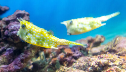 Yellow and white puffer fish swimming in the blue water aquarium