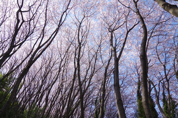 桜が満開の森の中
