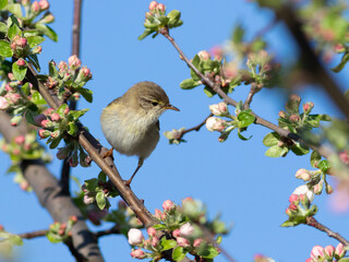 Obraz premium Willow warbler, Phylloscopus trochilus. A bird sits on the branch of a blossoming apple tree