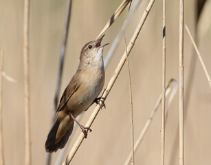 Savi's warbler, Locustella luscinioides. A bird sings perched on a reed stalk on a riverbank