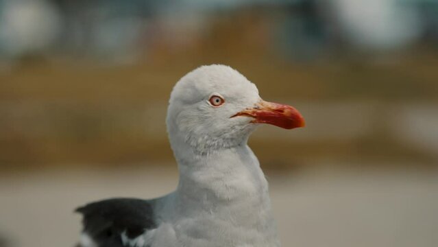 Side View Of Dolphin Gull Looking Around In Its Habitat In Ushuaia, Argentina, Patagonia. - close up shot
