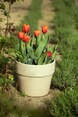 orange tulips in a pot, flower arrangement