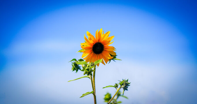 the sunflower under the blue sky with dramatic tone