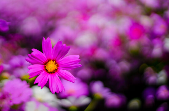 the pink flower in the nature with dramatic tone