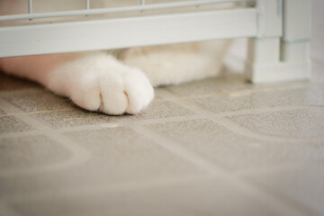 cat foot outside the cage with soft tone