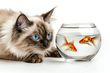 cat looking fish, AI generated - 781076836
