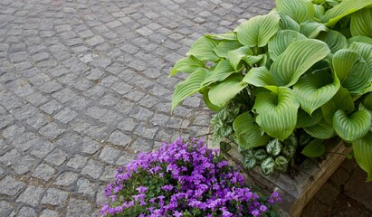flowers in the garden. hosta and purple flowers on a background of stone pavement.
