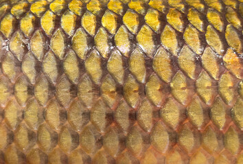 Pattern texture of carp skin. Macro shot carp skin surface texture background. Close up picture of texture of carp skin detail.
