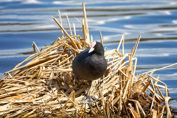 An adult Eurasian coot stands on old reeds on the lake