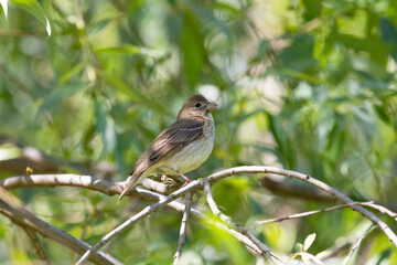 Female Common rosefinch sitting on a tree branch among foliage