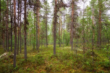 Forest taiga landscape in summer