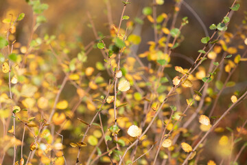 Dwarf birch branches with yellow leaves - 781078232