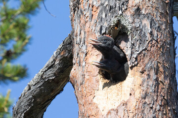 Two chicks of a black woodpecker peek out from a hollow - 781078233
