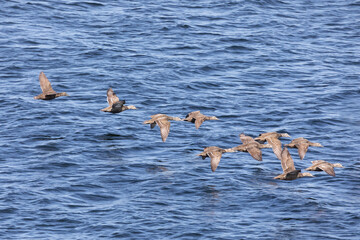 Eiders flying over the water, close-up - 781078236