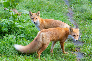 Naklejka na ściany i meble Adult red fox stand on green grass, Kunashir Island