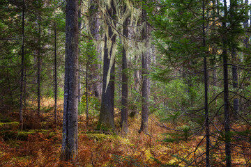 Forest taiga landscape in summer - 781078253