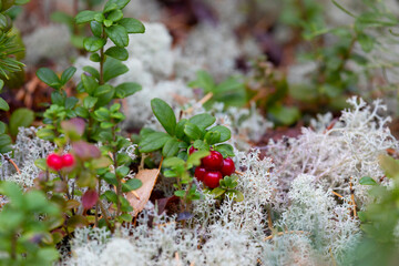 Lingonberry bush with red berries - 781078254