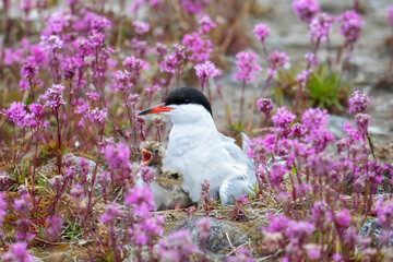 Common tern with a chick sits on a nest among pink flowers, close up - obrazy, fototapety, plakaty