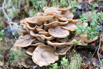 Armillaria mellea on an old stump, close-up - 781078259