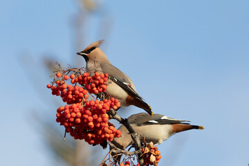 waxwing winter passerine bird feeding on berries - 781078261