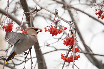waxwing winter passerine bird feeding on berries - 781078272