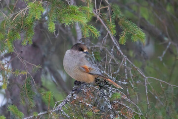 Siberian jay sitting on a pine branch - 781078273
